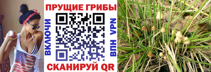 blacksprut ONION  Печора  Галлюциногенные грибы прущие грибы  где купить наркоту 